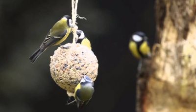 bluetits_fatball