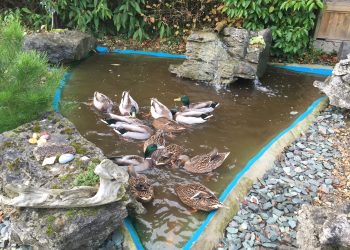 Good News - Wanted - A Village Pond