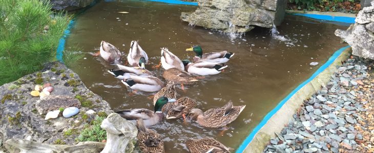 Good News - Wanted - A Village Pond