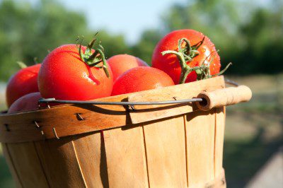 on-your-plot-tomatoes